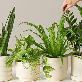 The Sill Plant Subscription Box