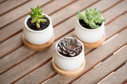 Mini Succulent Plants - Image 4