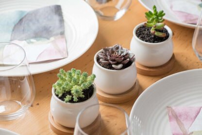 Mini Succulent Plants - Image 5