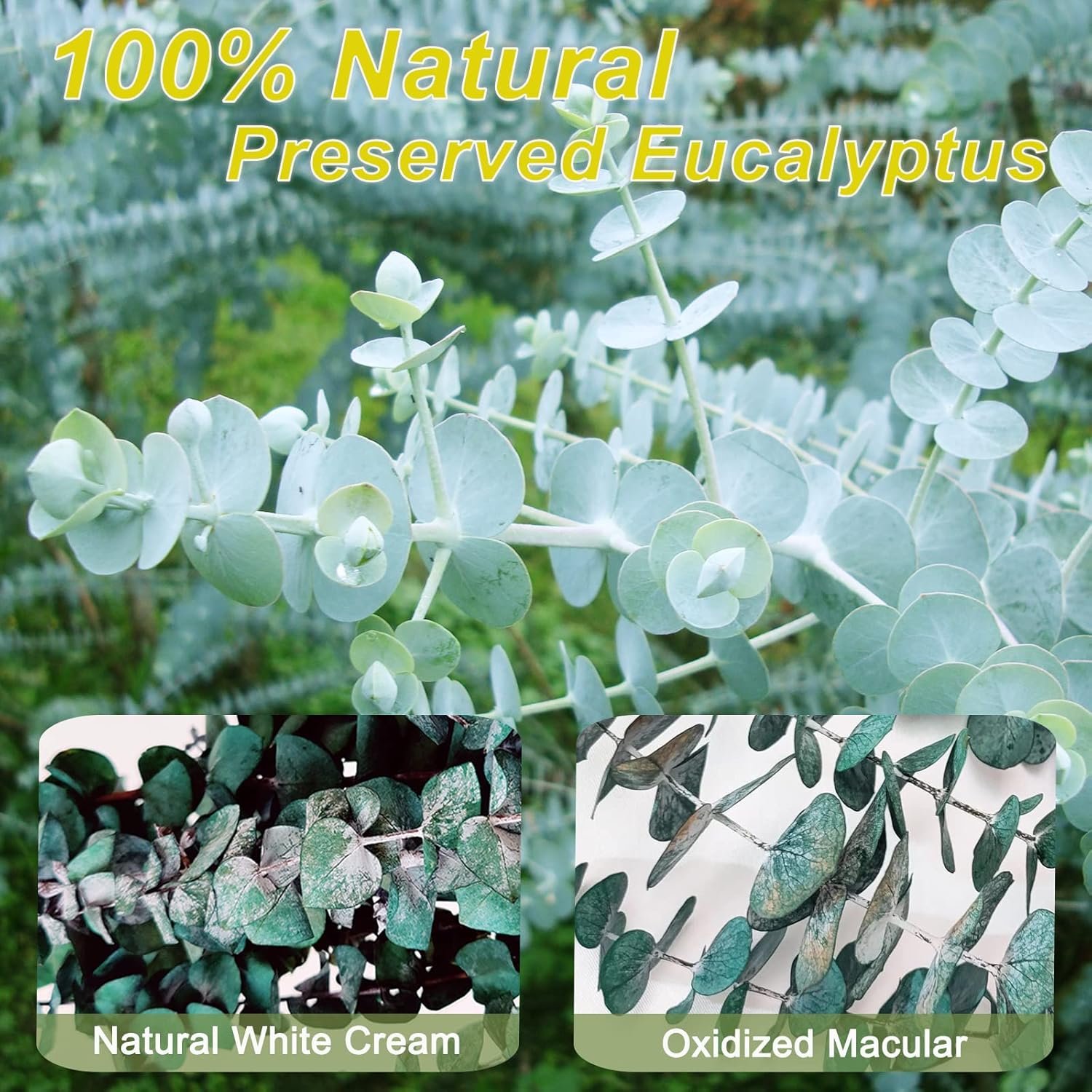 Shower Aromatherapy Eucalyptus Bunch - Image 6