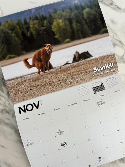 Pooping Pooches Calendar - Image 5