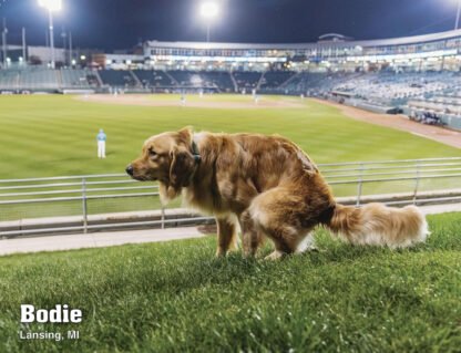 Pooping Pooches Calendar - Image 3