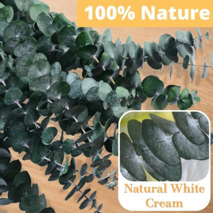 Shower Aromatherapy Eucalyptus Bunch - Image 5