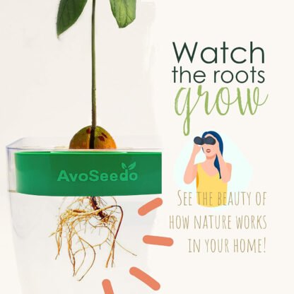 Grow Your Own Avocado Tree Kit - Image 2