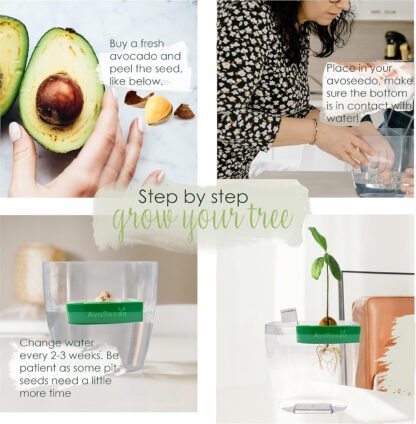 Grow Your Own Avocado Tree Kit - Image 6